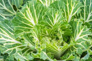 closeup süs lahana bitki