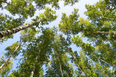 orman manzaralı aşağıdan gökyüzüne huş ağacı