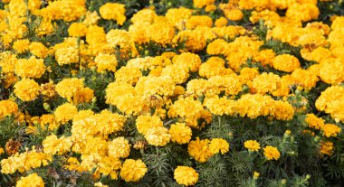 birçok marigolds küçük çiçekler