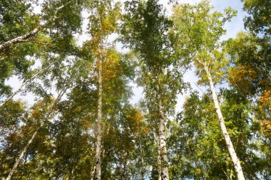 huş ağacı orman manzaralı gökyüzüne Sonbahar Doğa