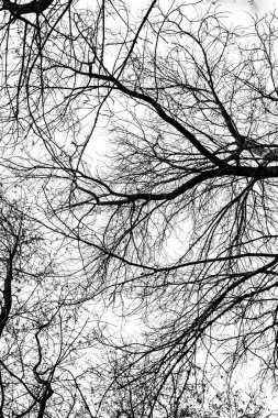 Beyaz arkaplanda ağaç dalları silueti
