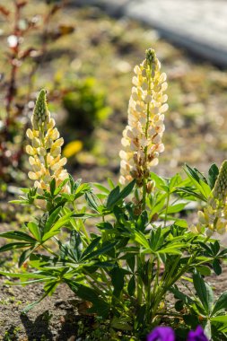 Lupinus çiçek yeşil yeşillik doğa ile parlak