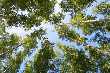orman manzaralı aşağıdan gökyüzüne huş ağacı