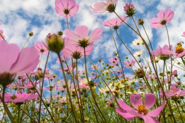Cosmos çiçekler, görüntülemek aşağıdan gökyüzüne doğru