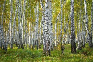 Sarı huş ağacı orman, geç sonbahar doğa manzara