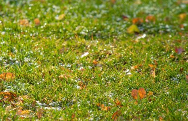 yeşil çim kar arka plan bokeh bulanık