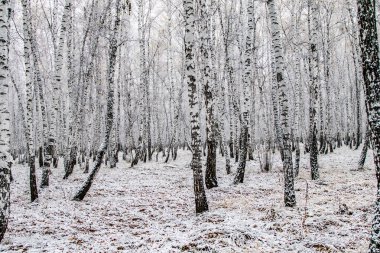 İlk kar huş ağacı orman manzara kış