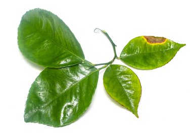 Beyaz arkaplanda yeşil yaprak