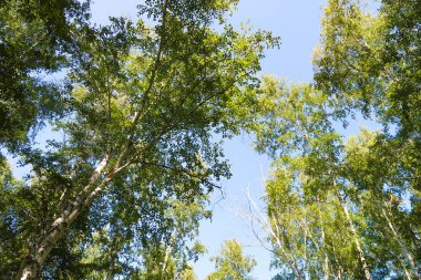 orman manzaralı aşağıdan gökyüzüne huş ağacı