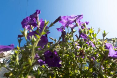 Cosmos çiçekler, görüntülemek aşağıdan gökyüzüne doğru