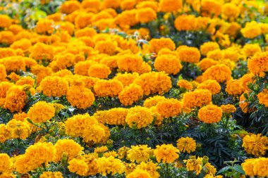 birçok marigolds küçük çiçekler