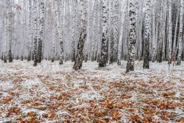 sonbahar manzara bir huş ormandaki ilk kar