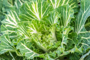 closeup süs lahana bitki