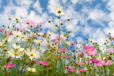 Cosmos çiçekler, görüntülemek aşağıdan gökyüzüne doğru
