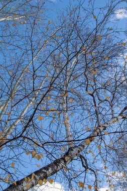 Sonbahar ağaç dalları göğe görüntüle