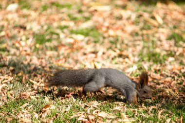 çimenlerin üzerinde sonbahar ormandaki sincap