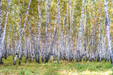 Sarı huş ağacı orman, geç sonbahar doğa manzara