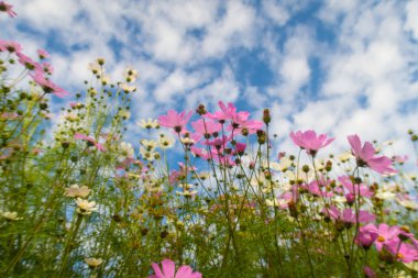 Cosmos çiçekler, görüntülemek aşağıdan gökyüzüne doğru
