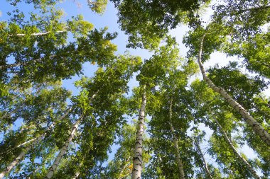 orman manzaralı aşağıdan gökyüzüne huş ağacı