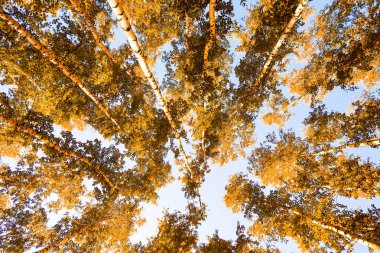 gökyüzü sonbahar arka planı sarı huş ağacı yaprakları
