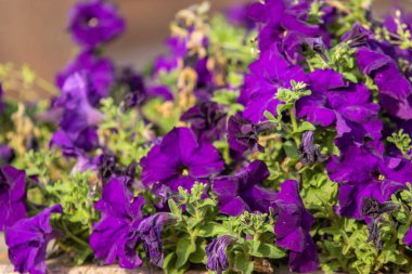 birçok marigolds küçük çiçekler