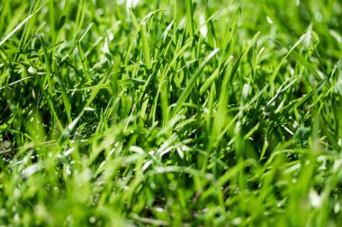 bulanık bokeh arka planı yeşil çimen