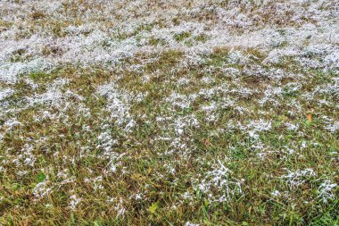 kar uzun boylu yeşil çim