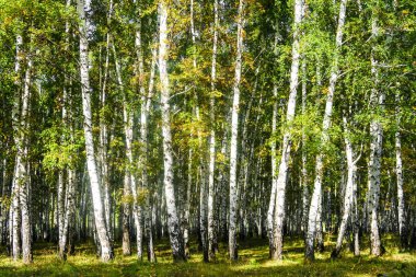 Sarı huş ağacı orman, geç sonbahar doğa manzara