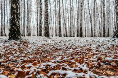sonbahar manzara bir huş ormandaki ilk kar