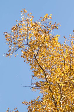 Sarı huş ağacı orman, geç sonbahar doğa manzara