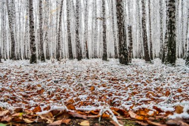 sonbahar manzara bir huş ormandaki ilk kar