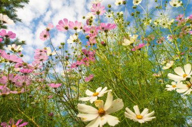 Cosmos çiçekler, görüntülemek aşağıdan gökyüzüne doğru
