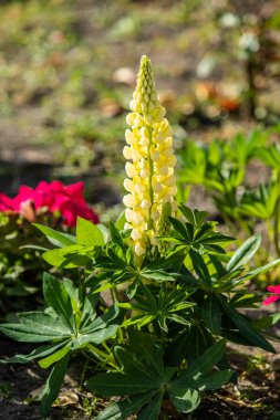 Lupinus çiçek yeşil yeşillik doğa ile parlak