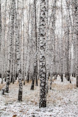 İlk kar huş ağacı orman manzara kış