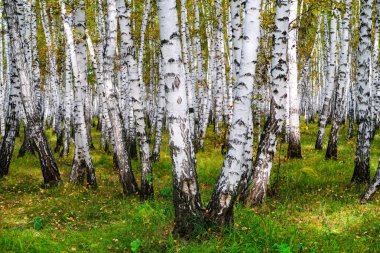 Sarı huş ağacı orman, geç sonbahar doğa manzara