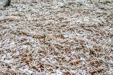 kar uzun boylu yeşil çim