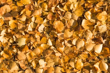 Sarı yapraklar yalan yere arka plan üzerine