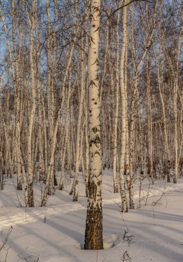 huş ağacı ormanda kış doğa manzarası