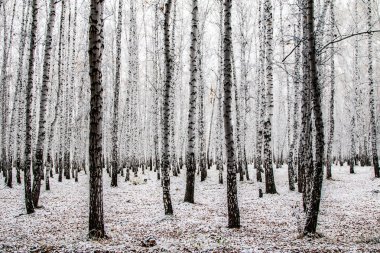 İlk kar huş ağacı orman manzara kış