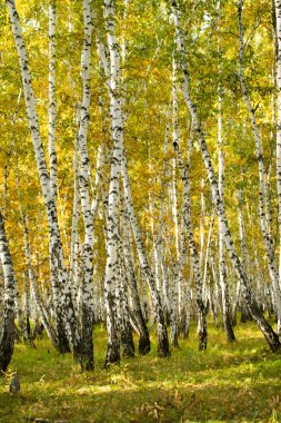 Sarı huş ağacı orman, geç sonbahar doğa manzara