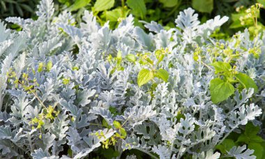 süs havuç bitkisinin seçici odak