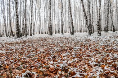 sonbahar manzara bir huş ormandaki ilk kar
