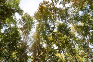 huş ağacı orman manzaralı gökyüzüne Sonbahar Doğa