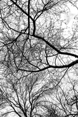 Beyaz arkaplanda ağaç dalları silueti