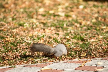 çimenlerin üzerinde sonbahar ormandaki sincap
