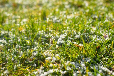 yeşil çim kar arka plan bokeh bulanık