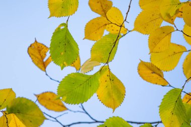yakın çekim manzara sonbahar sarı ve yeşil yaprak