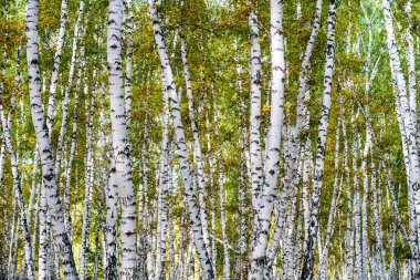 Sarı huş ağacı orman, geç sonbahar doğa manzara