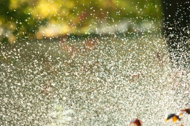 defocused, bulanık su, bokeh doğa damla