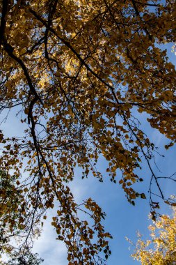 gökyüzü sonbahara ağaç görünümünün sarı yapraklar